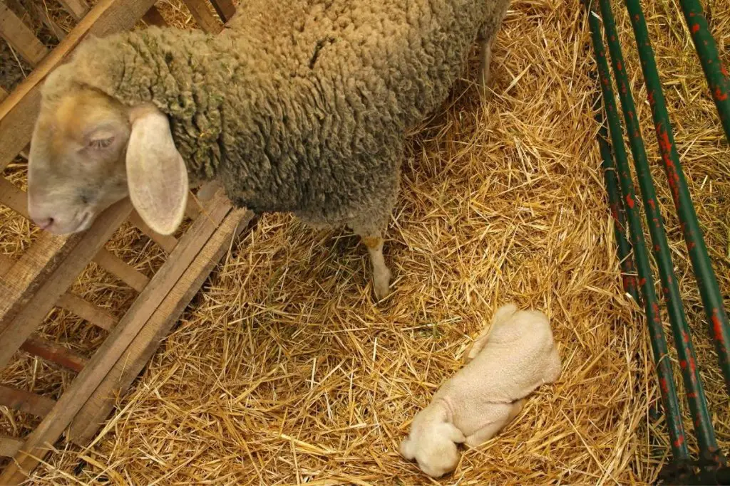 A ewe with a newborn lamb in her pen just after lambing