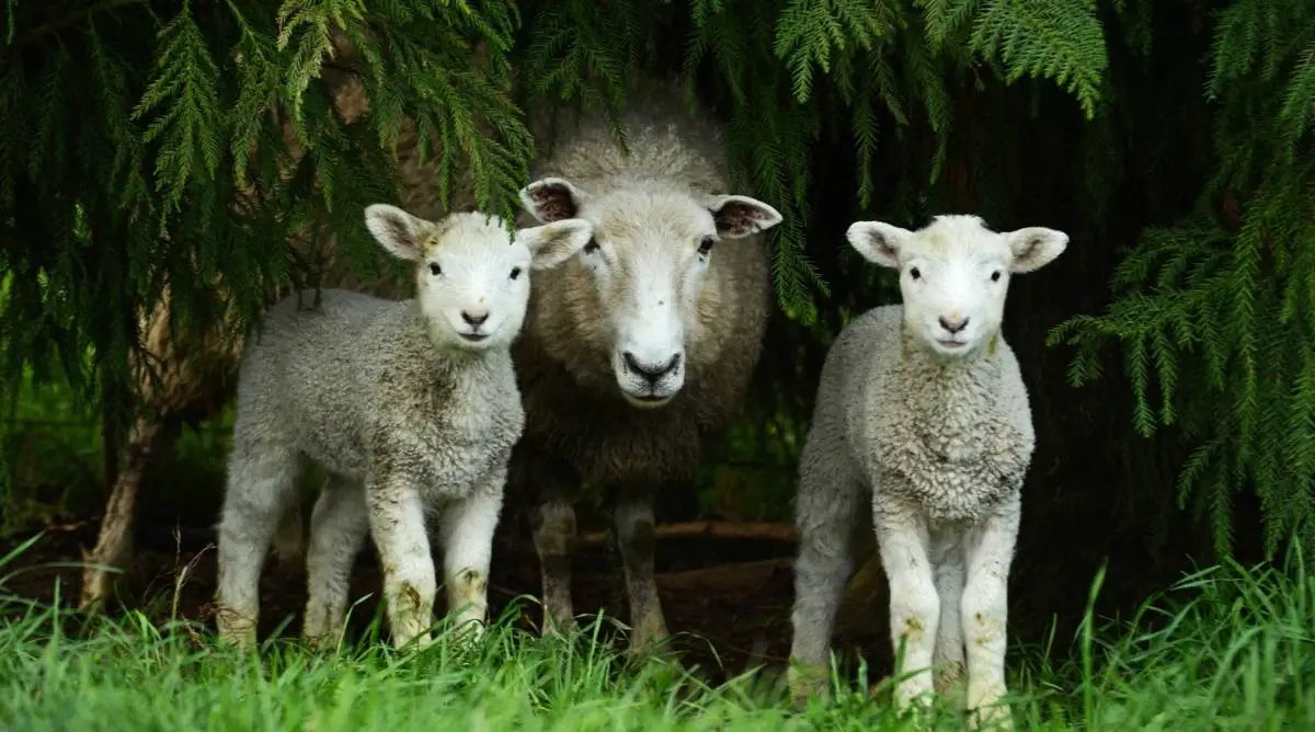 A mother sheep with two small lambs in the forest