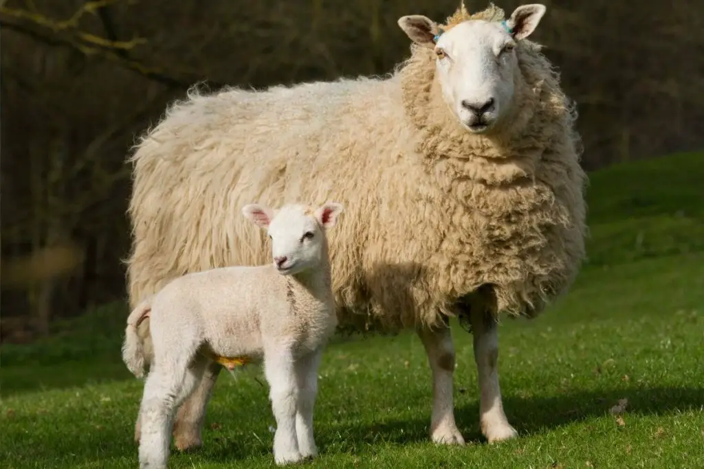 A mother sheep with a baby lamb in a green pasture