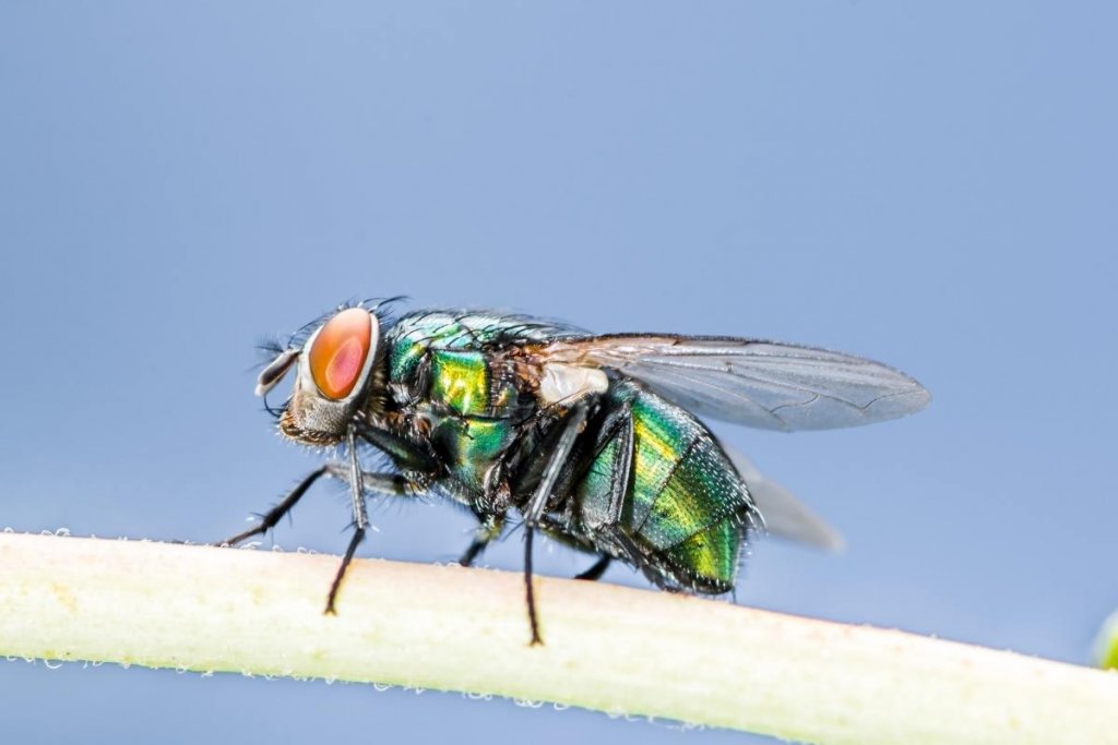 A close up of a green blowfly