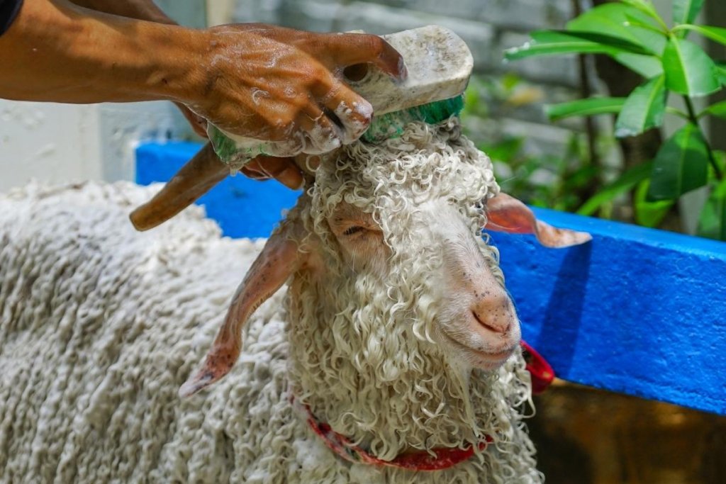 Man washing a sheep