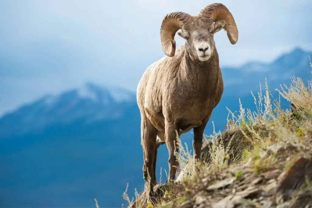 A ram standing on a mountain