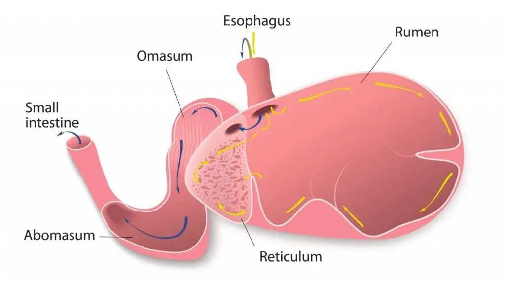 A ram's digestive system