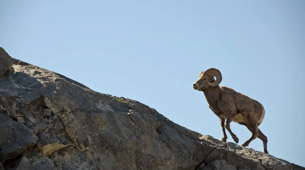 A ram with big horns walking up a mountain