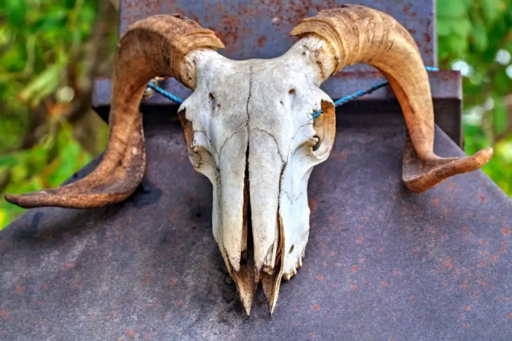 A ram's skull skeleton