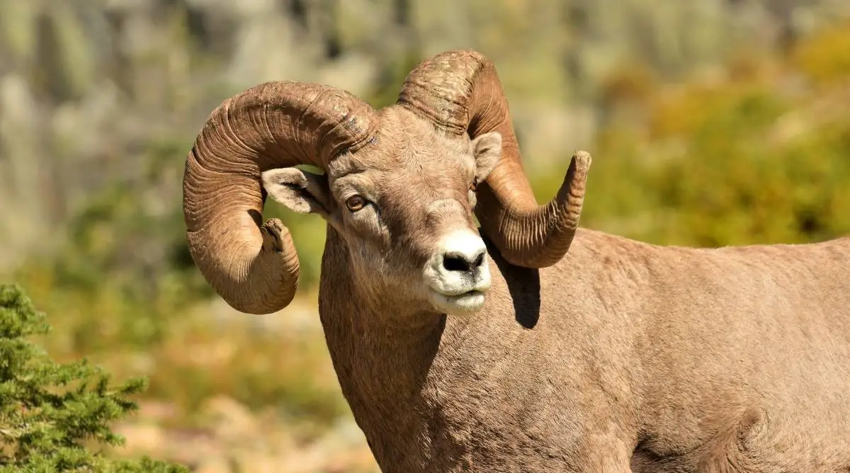 A ram with large curved horns
