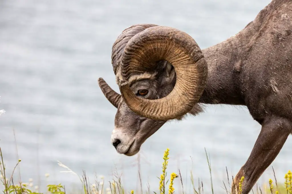 A ram with horns grazing on grass