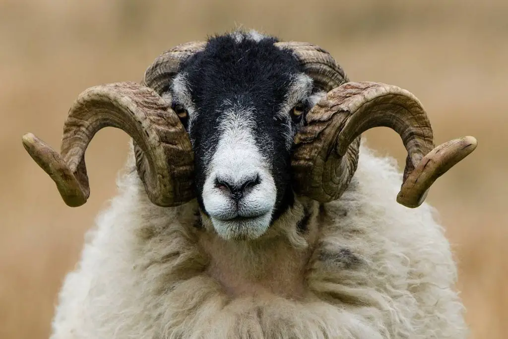 A ram with a black face and white wool, and with double curved horns