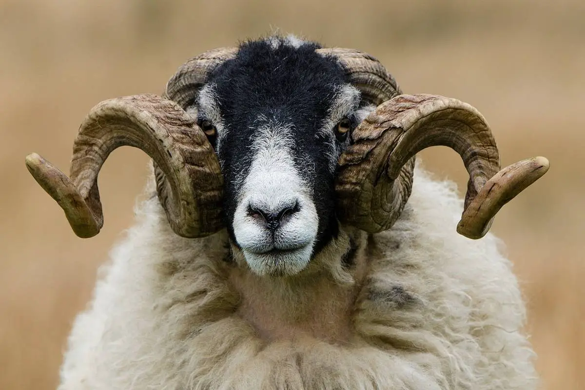 Ram Horns: Everything You Need To Know - SheepCaretaker