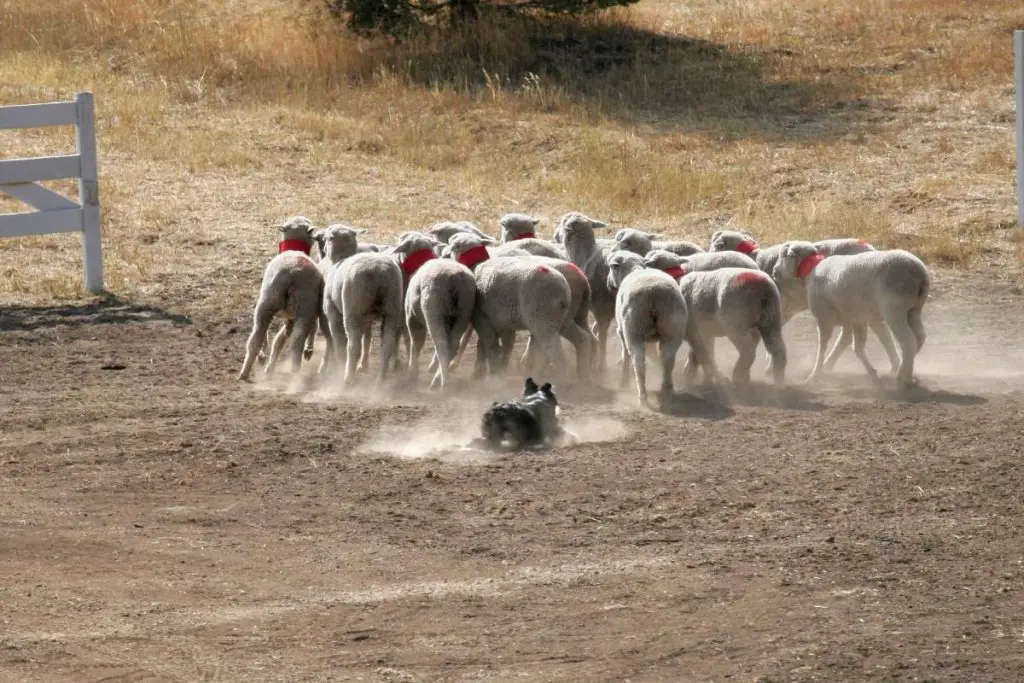 A flock of scared sheep and a sheepdog