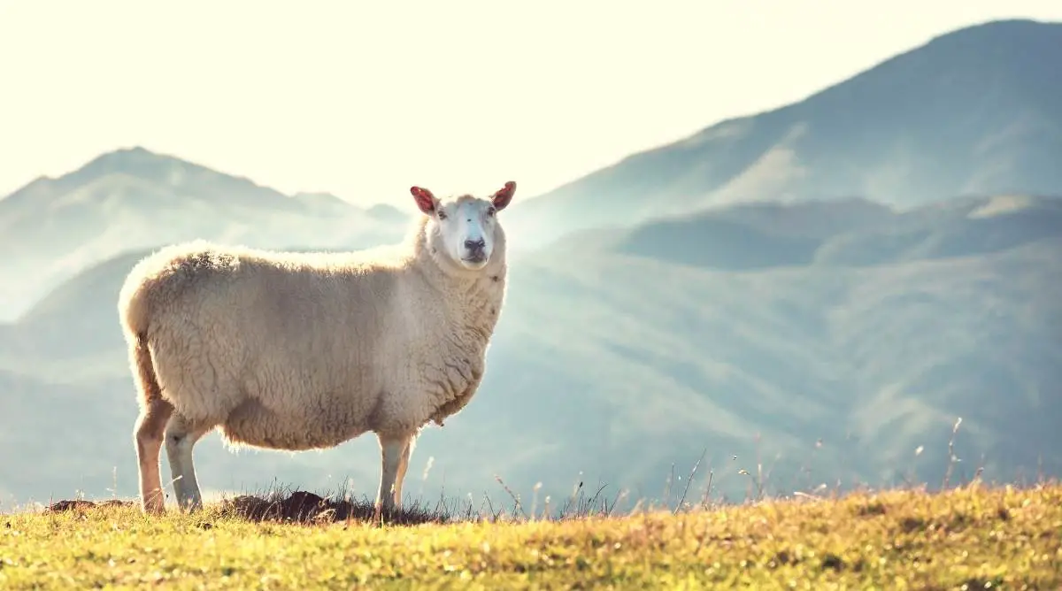 Sheep standing in a field in front of a mountain