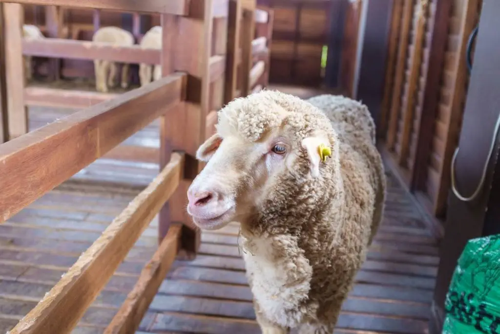 Sheep walking around a wooden barn