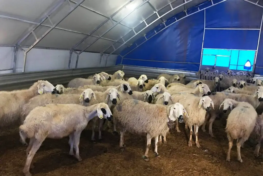 Sheep inside a hoop house