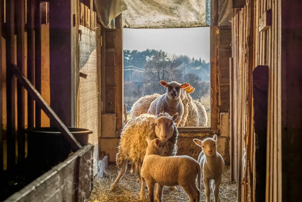 Sheep entering a barn