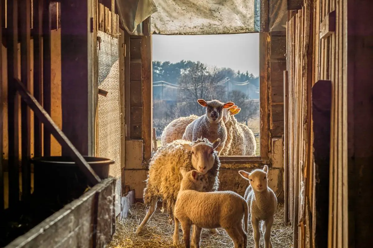 Sheep Barn Ideas (5 Things To Know) - SheepCaretaker