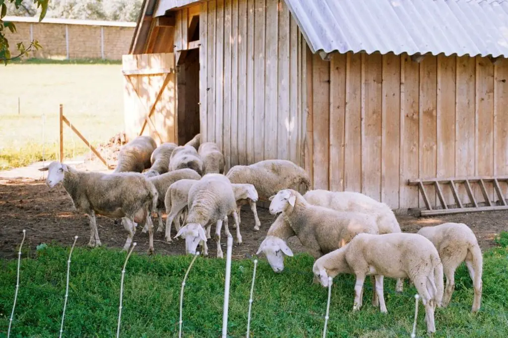 Sheep grazing outside a barn