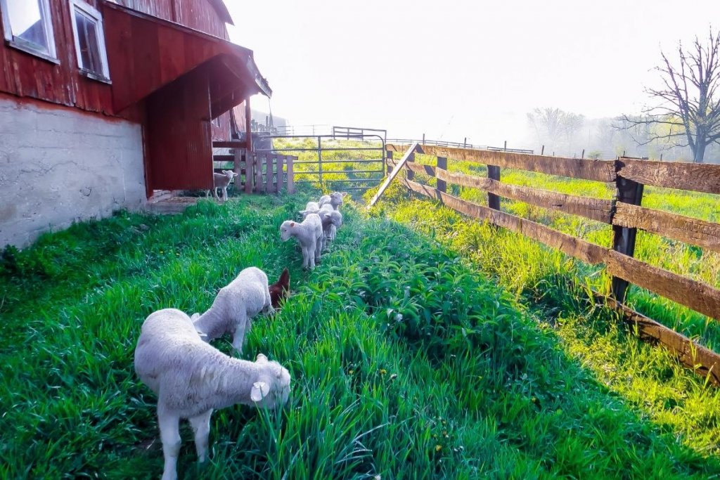 Sheep grazing outside a barn