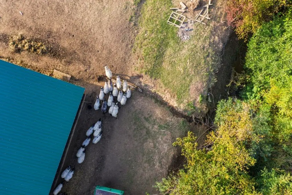 Sheep leaving a sheep barn