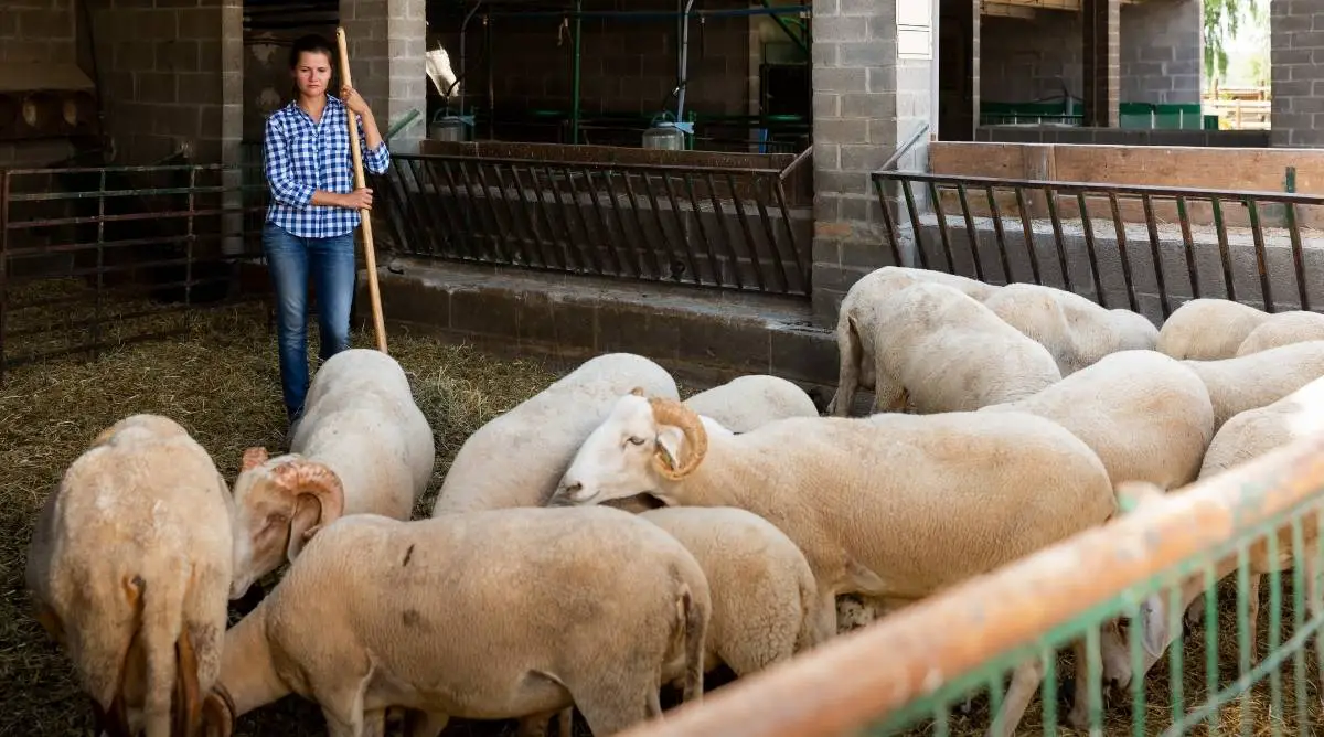 A sheep farmer watching her flock