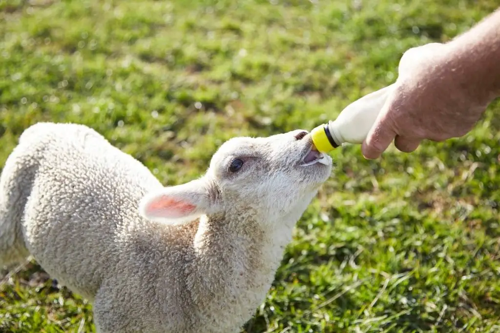 A sheep farmer bottle feeding a lamb