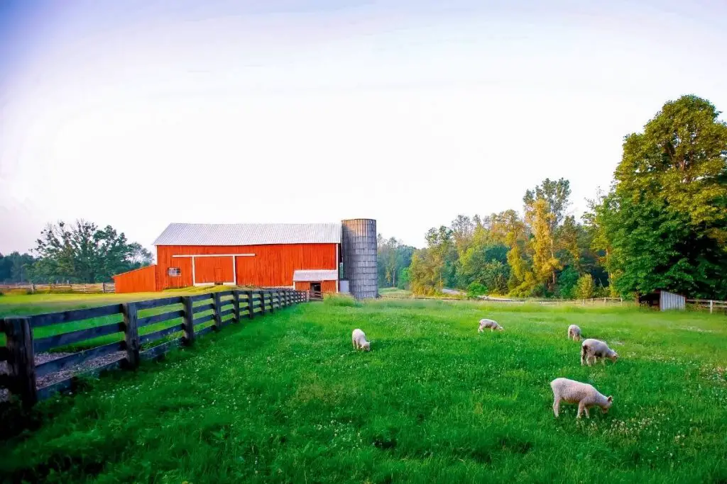 A sheep farm with a barn and fence and four sheep grazing
