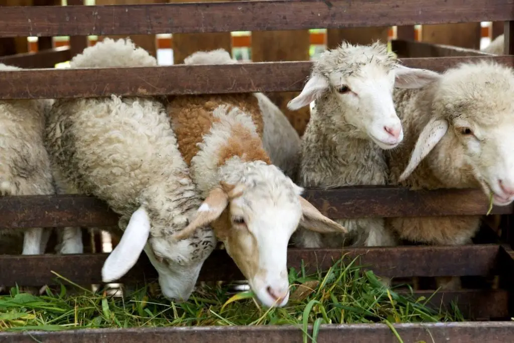 Sheep eating hay from a trough