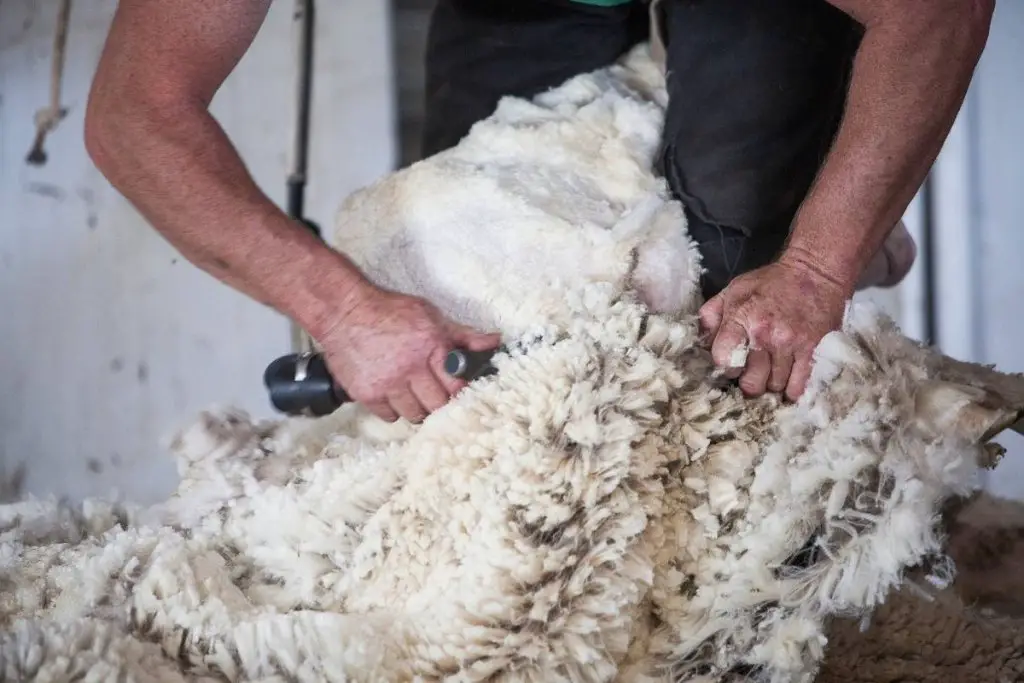 A sheep farmer shearing a sheep