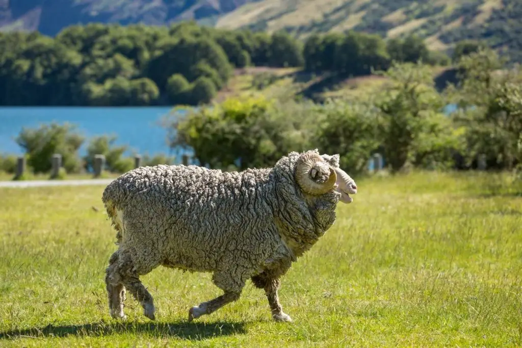 A merino sheep in a grassy pasture in front of a lake