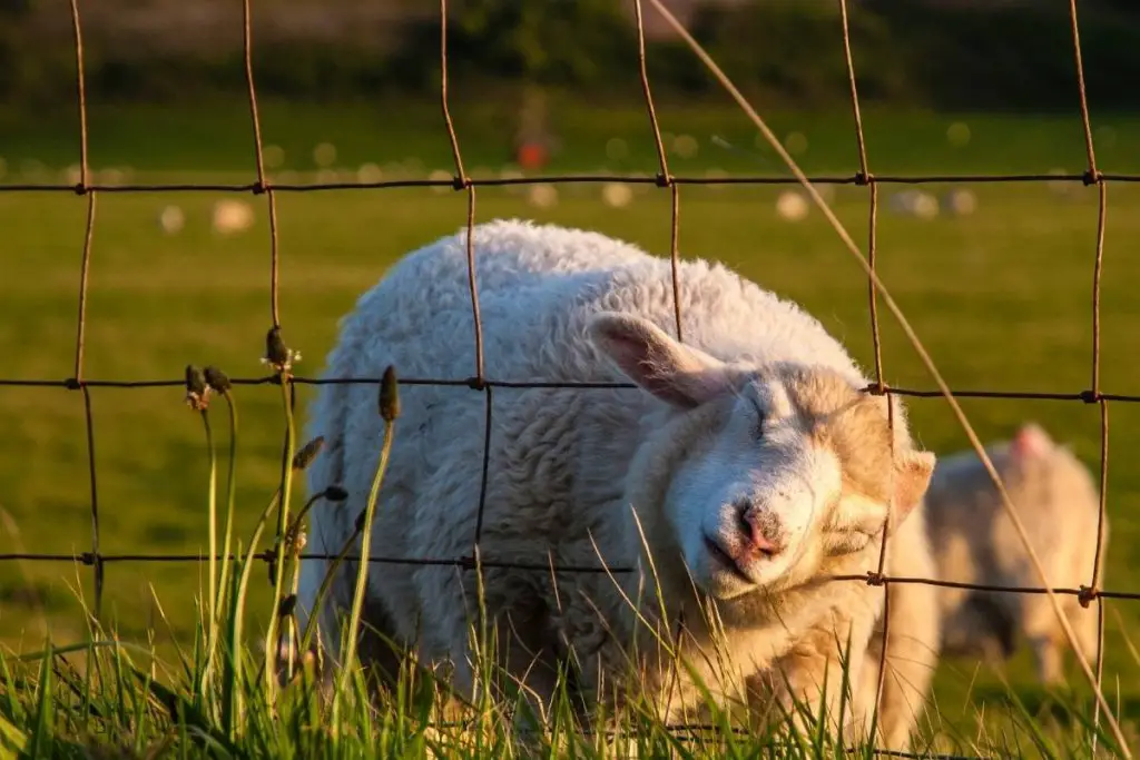 Sheep trying to squeeze its head through a wire fence