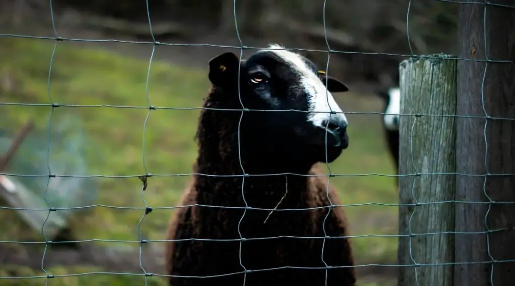 Sheep behind wire fencing