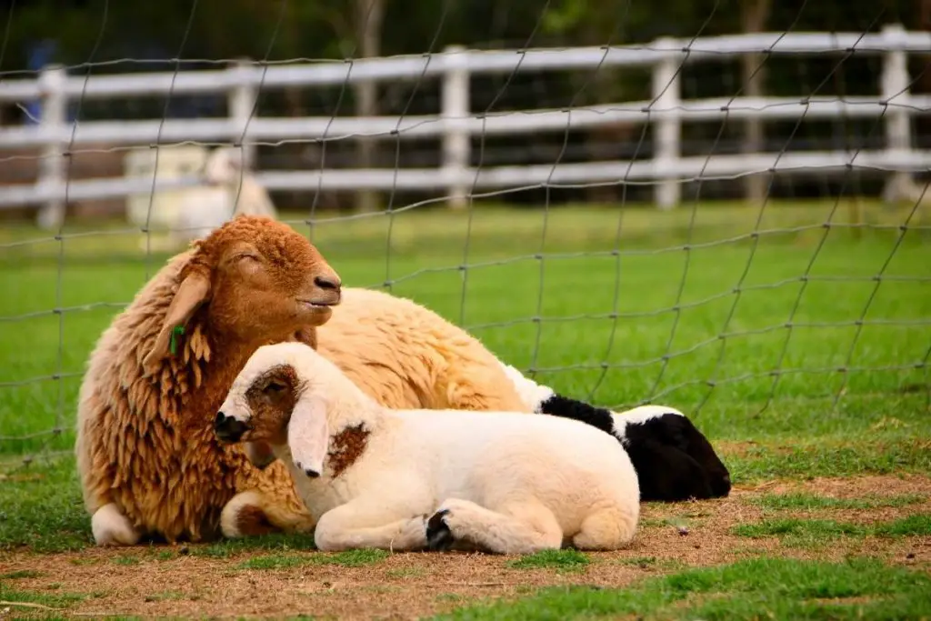 Ewe with a lamb and interior and perimeter fencing in the background