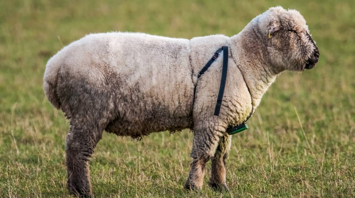 A ram with a marking harness
