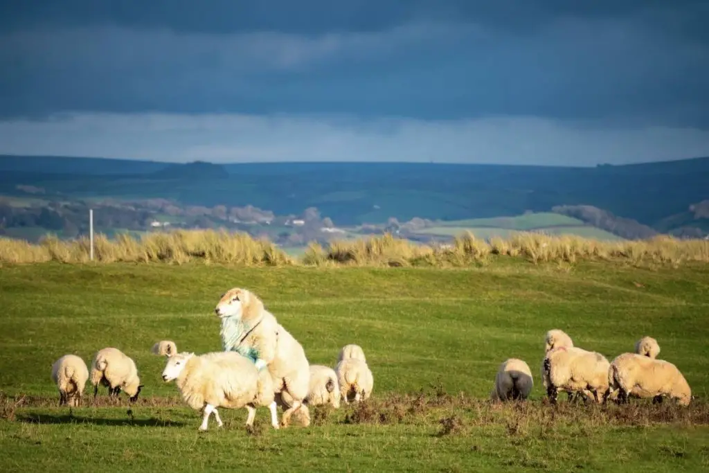 A ram with a sheep harness mounting a ewe in a field