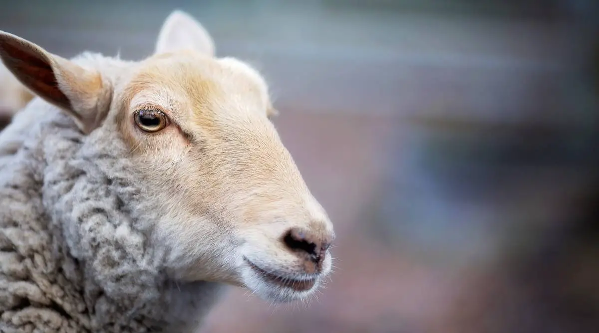 Close up shot of a sheep's face with white wool