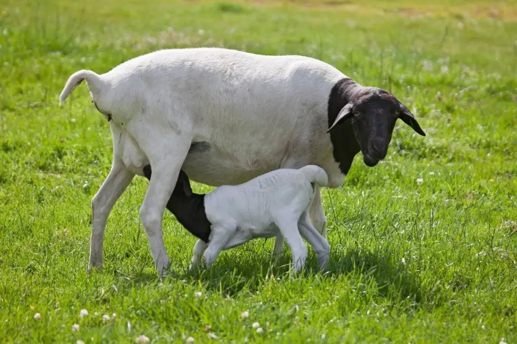 Ewe nursing her lamb