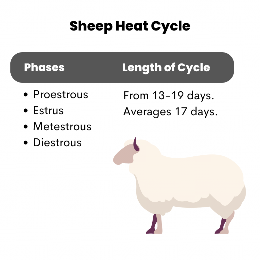 A graphic of the sheep heat cycle