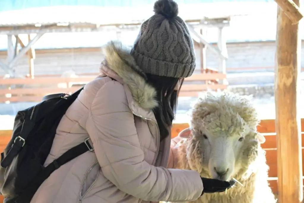 Girl feeding sheep in snow