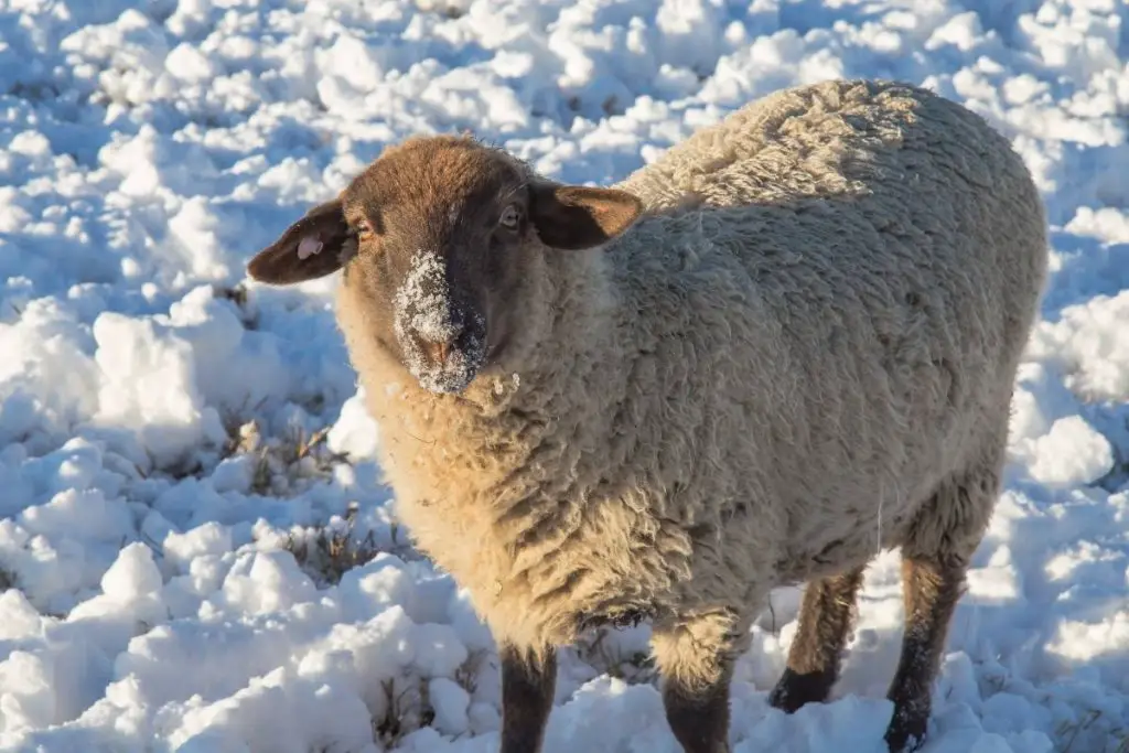 Sheep in snow with snow on its mouth