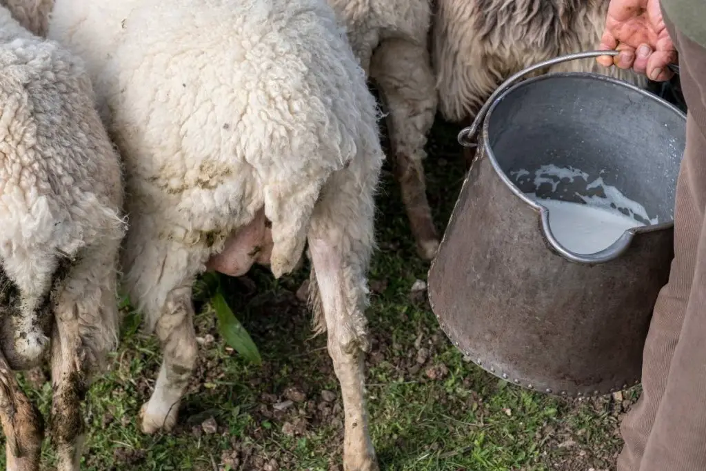 Farmer walking with a pail of sheep milk with a flock of sheep in the background