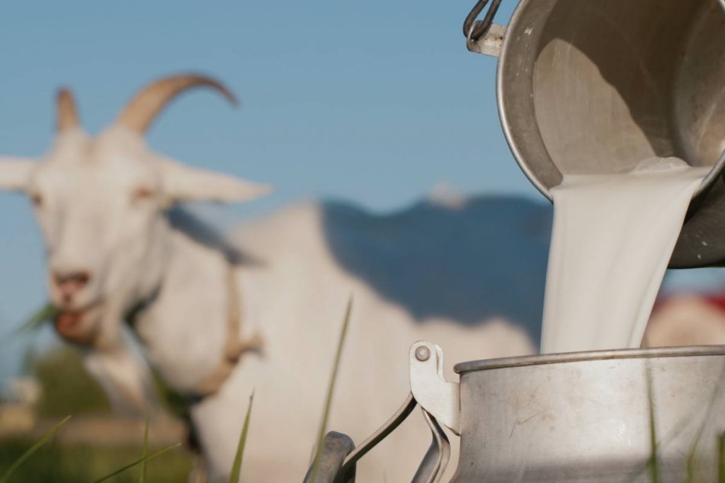 A pail of goat milk with a goat in the background