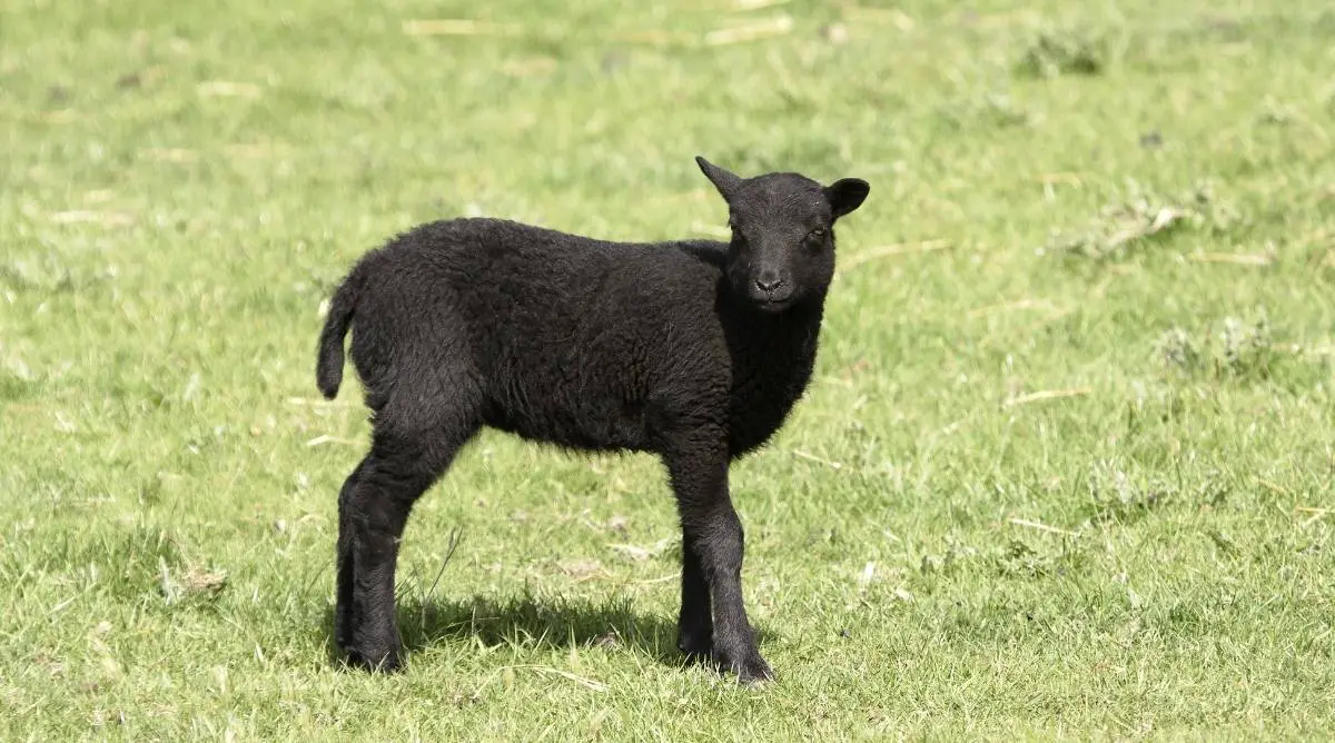 A black shetland lamb with an intact tail
