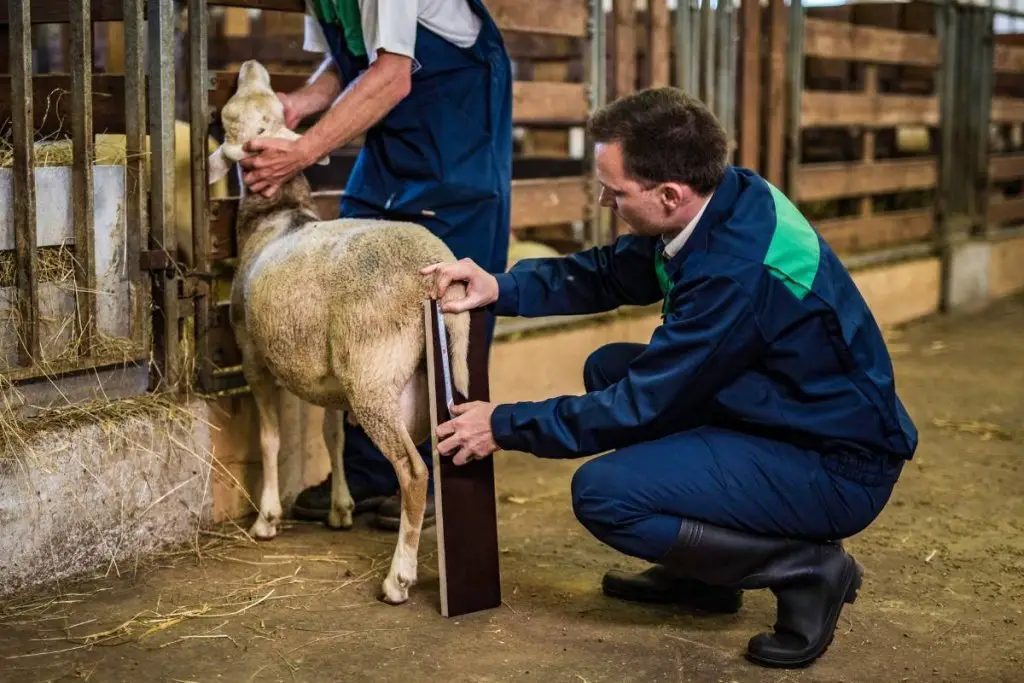 A farmer measuring a sheep's tail