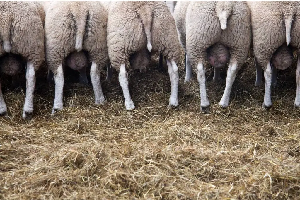 A row of sheep with tails of varying lengths