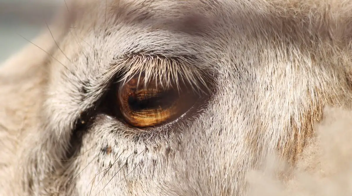 Close up of a sheep eye