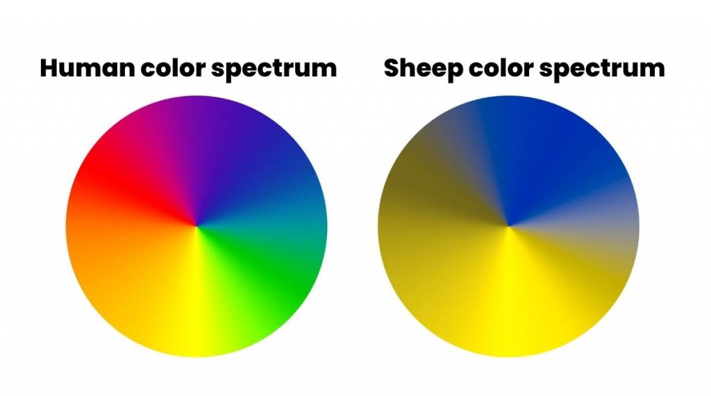Sheep color spectrum