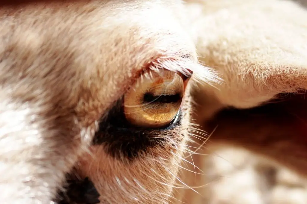 Close up of a sheep's eye