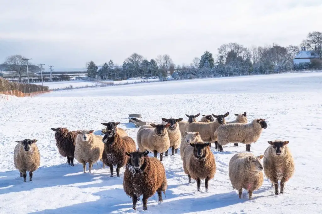 A flock of sheep in snow in a pasture