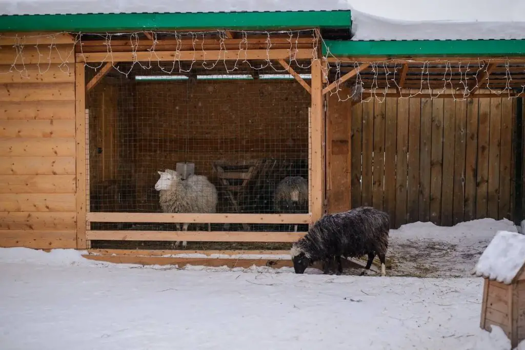 Sheep in a barn during snow