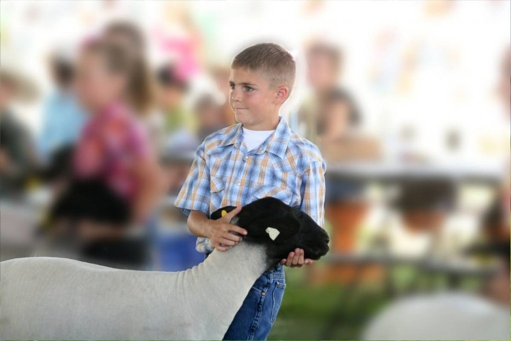 Boy with his hands on a lamb at a sheep show