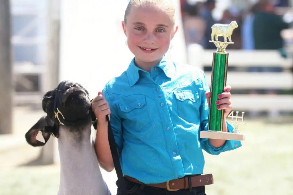 Young girl holding a sheep showing trophy